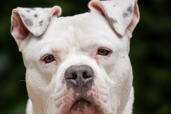 Adoptable pet of the day