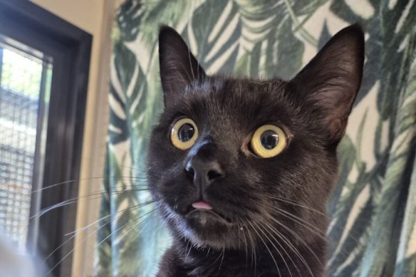 Adoptable pet of the day