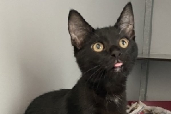 Adoptable pet of the day