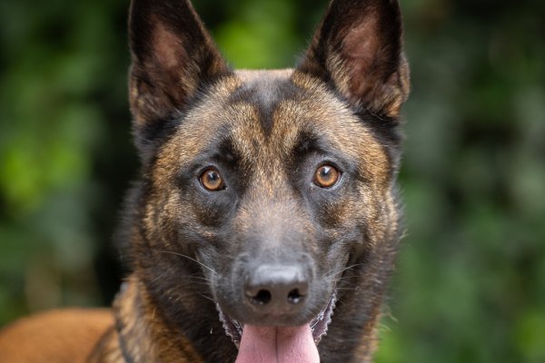 Adoptable pet of the day
