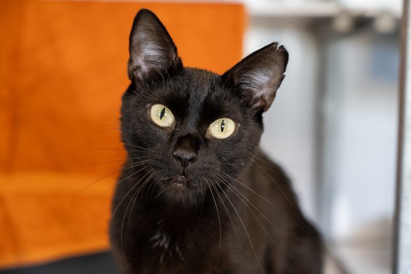 Adoptable pet of the day