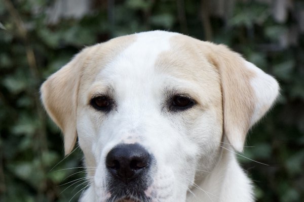 Adoptable pet of the day