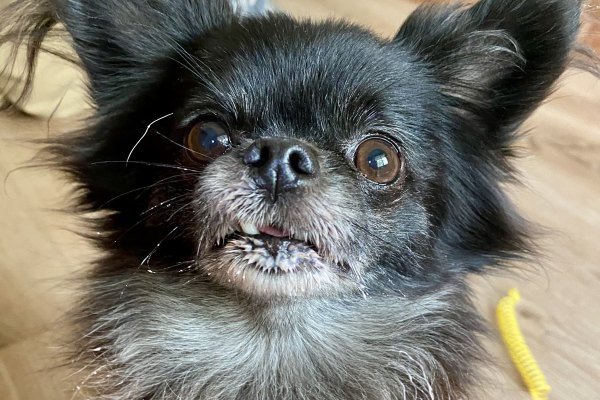 Adoptable pet of the day