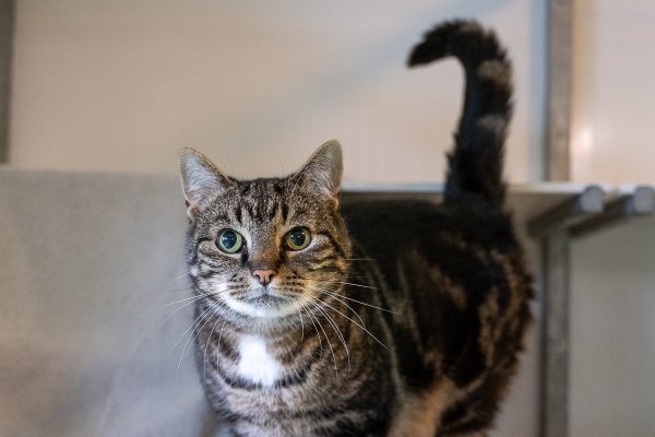 Adoptable pet of the day