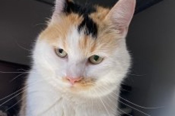 Adoptable pet of the day