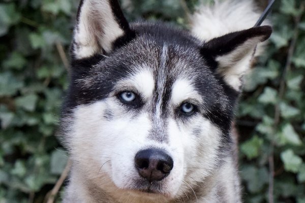 Adoptable pet of the day