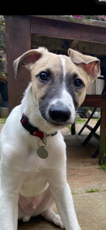 Adoptable pet of the day