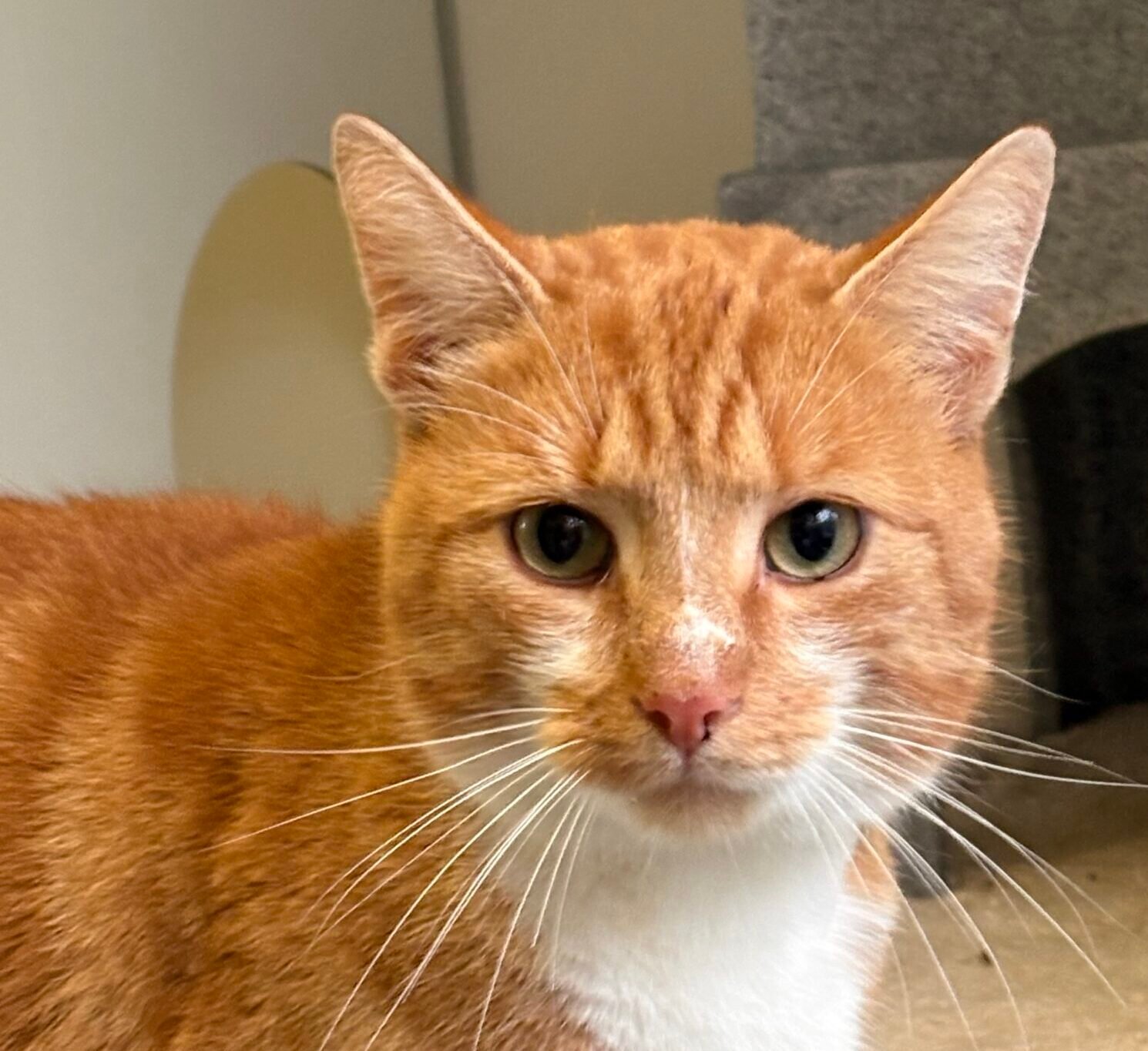 Adoptable pet of the day