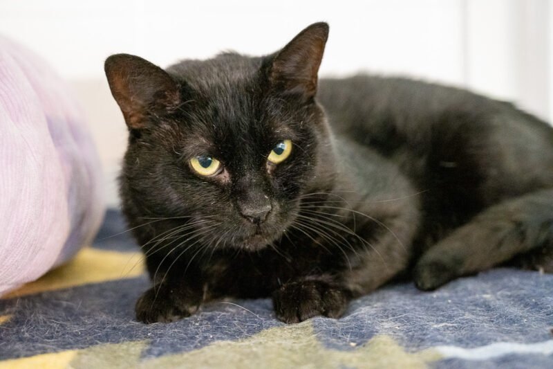 Adoptable pet of the day