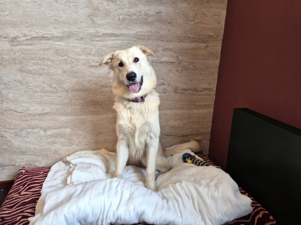 Adoptable pet of the day