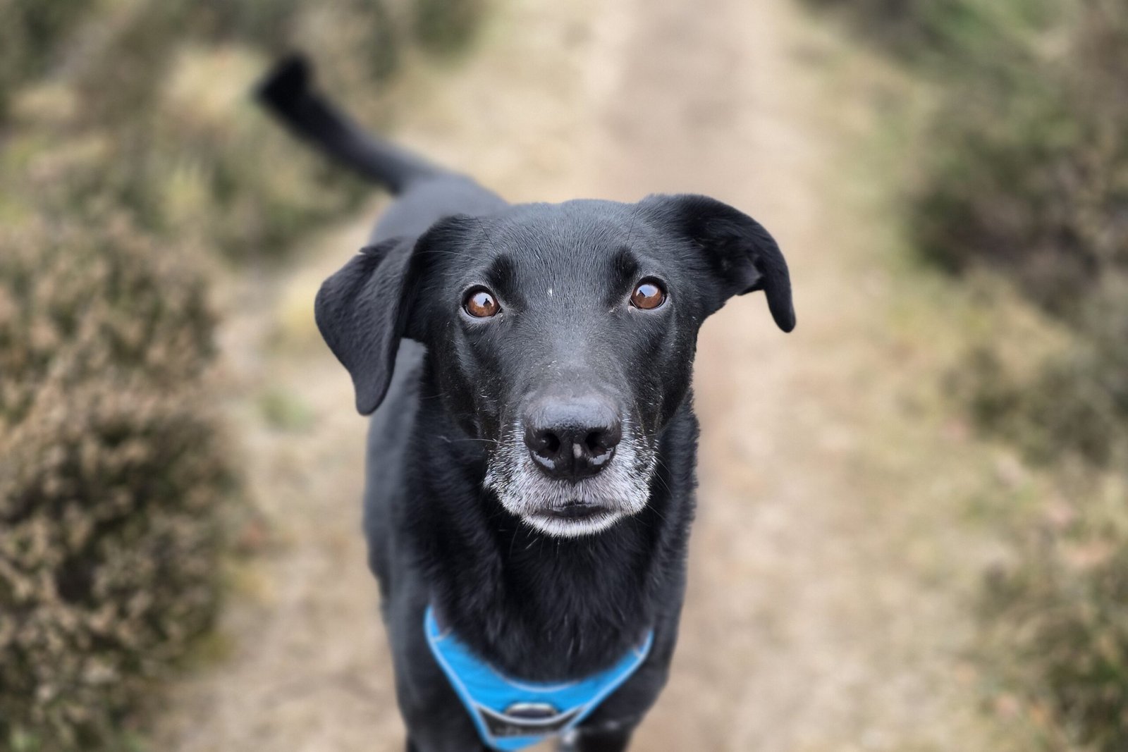 Adoptable pet of the day