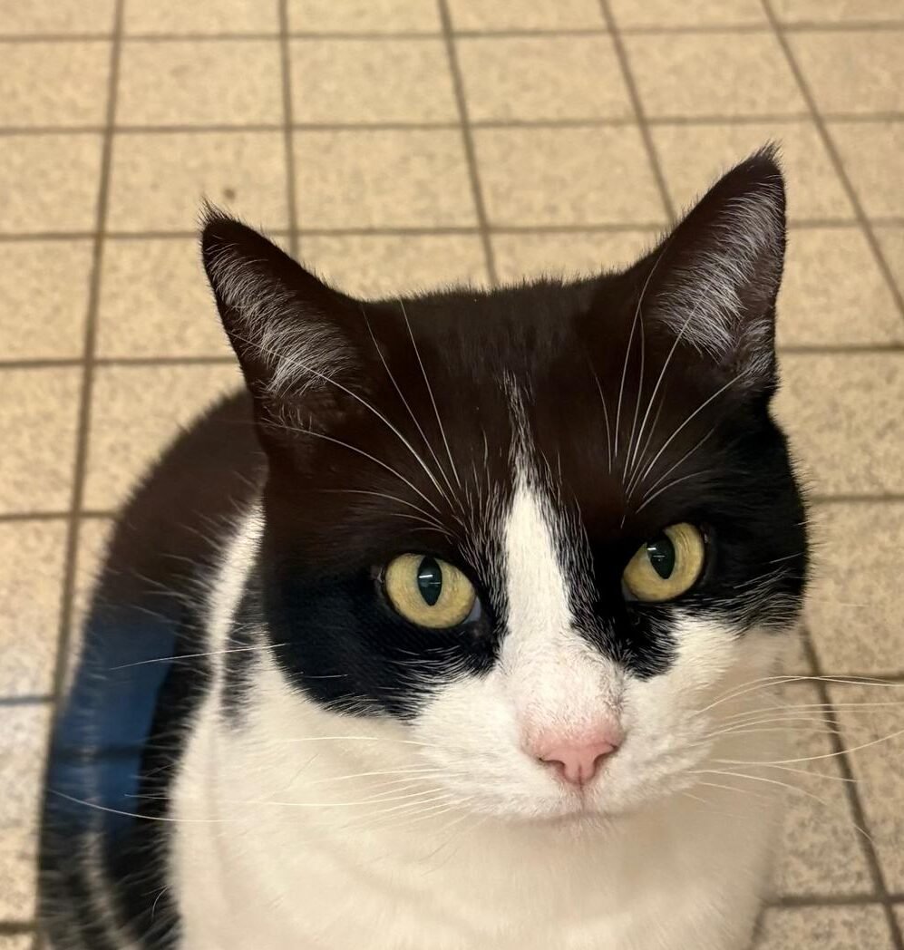 Adoptable pet of the day