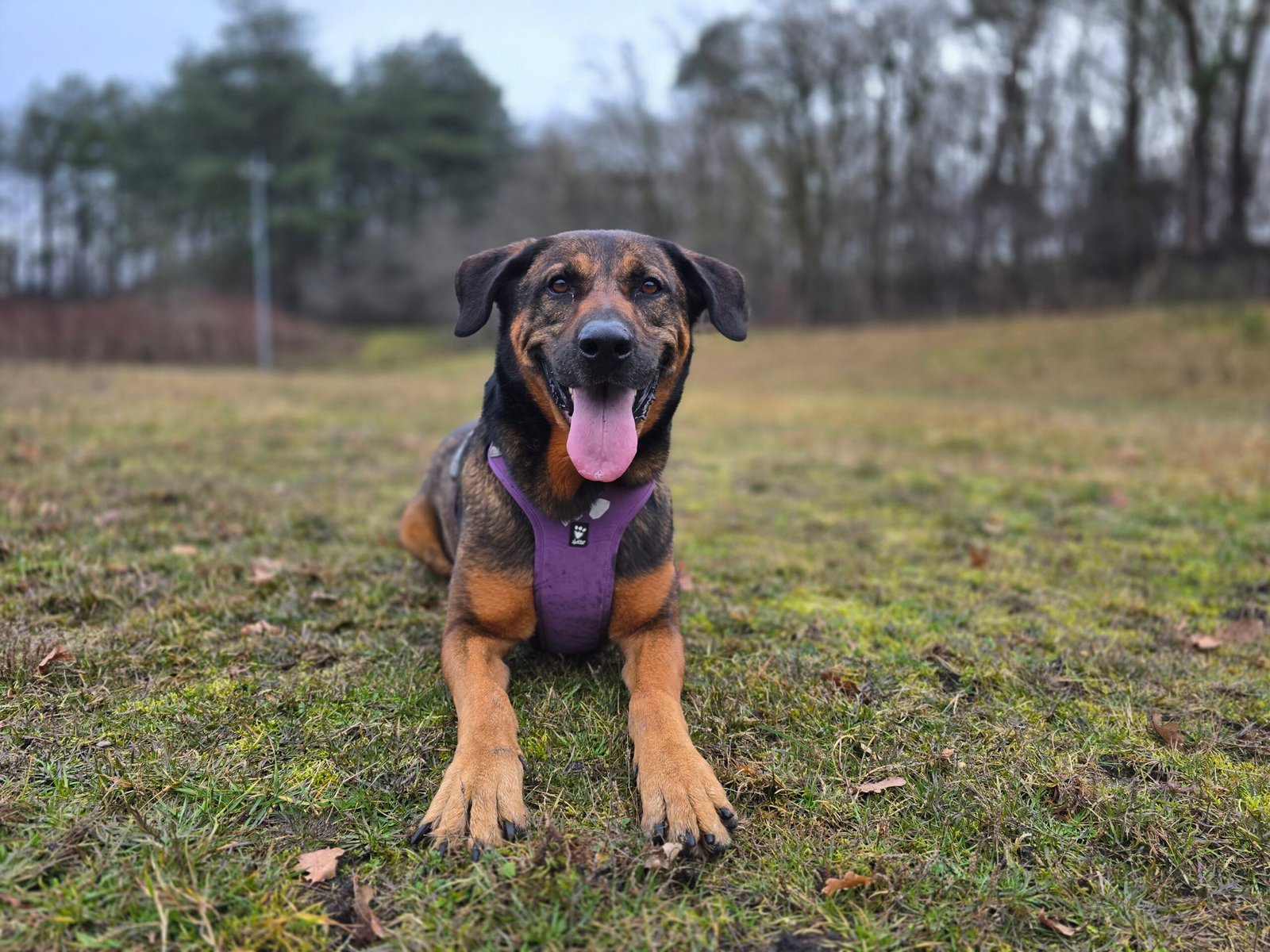 Adoptable pet of the day