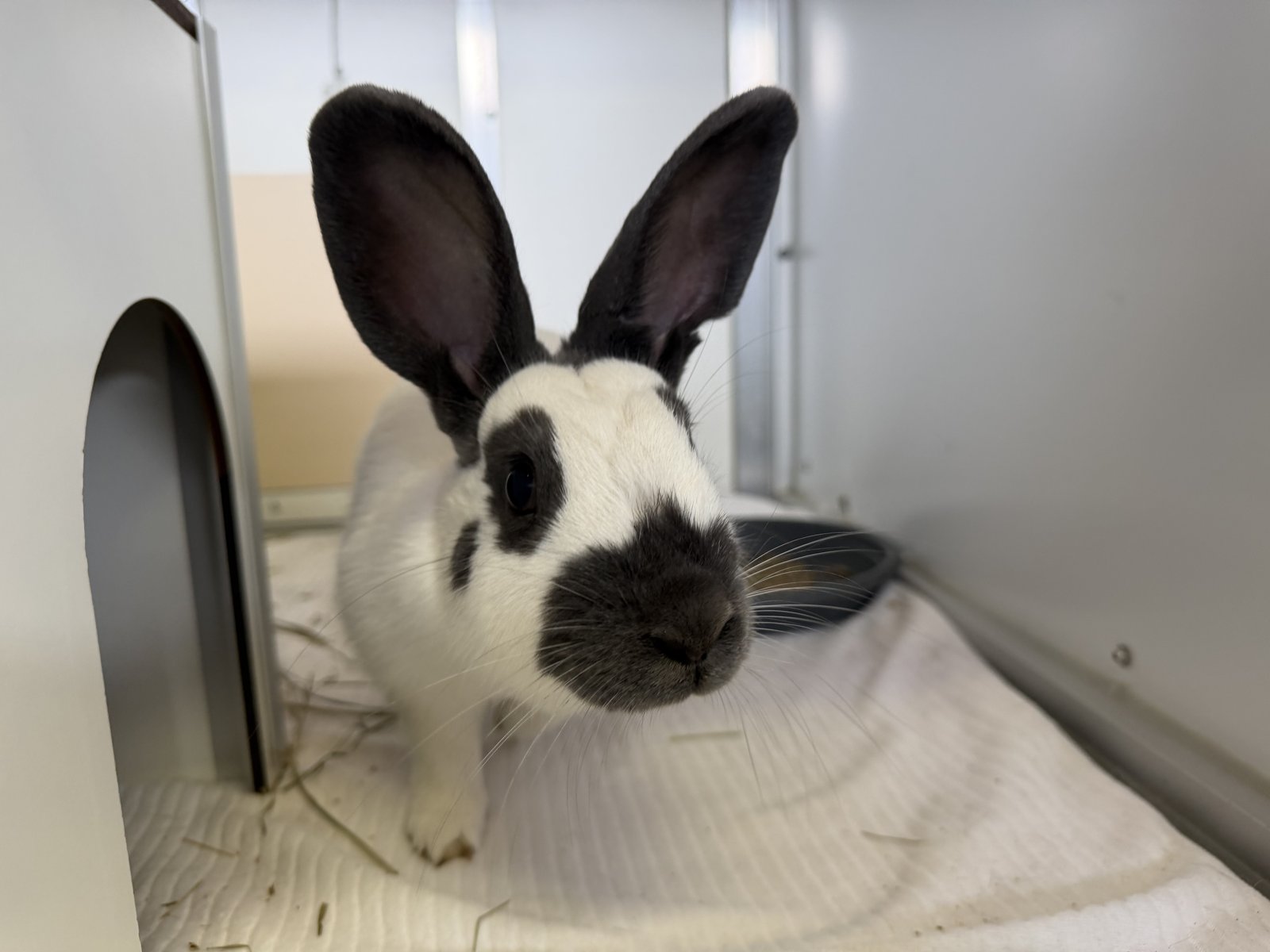 Adoptable pet of the day