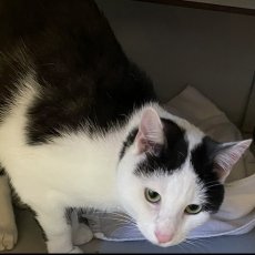 Adoptable pet of the day