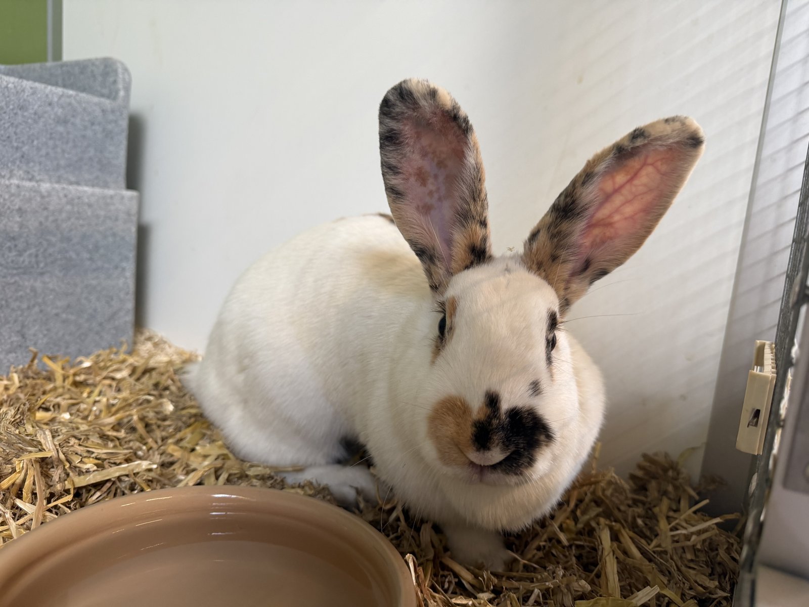 Adoptable pet of the day