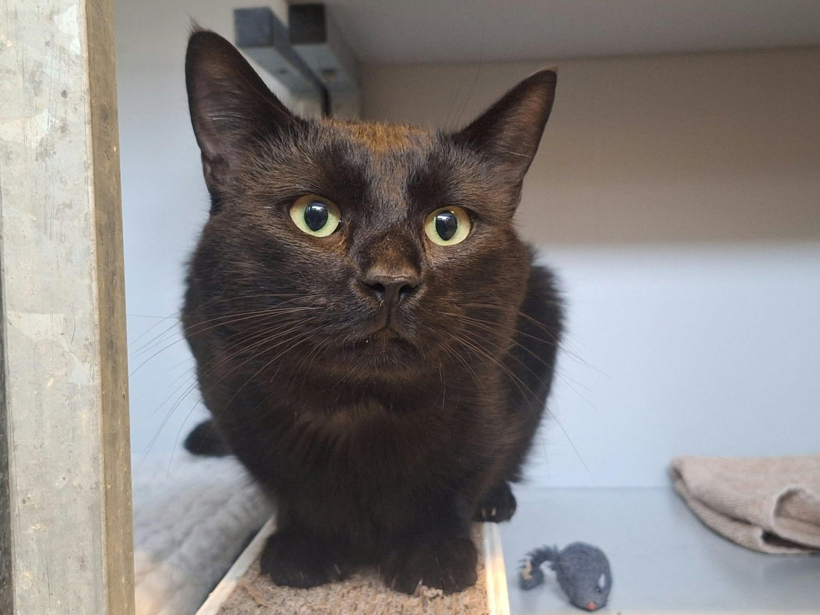 Adoptable pet of the day
