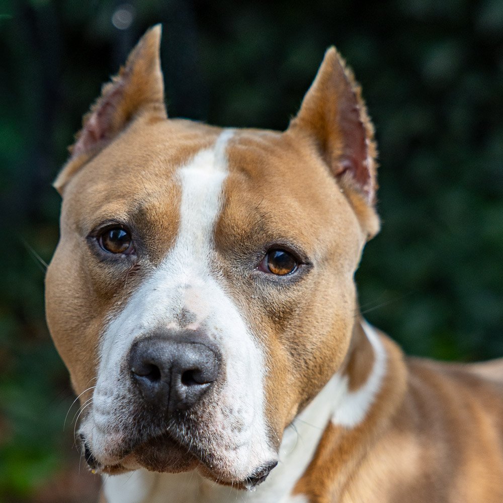 Adoptable pet of the day