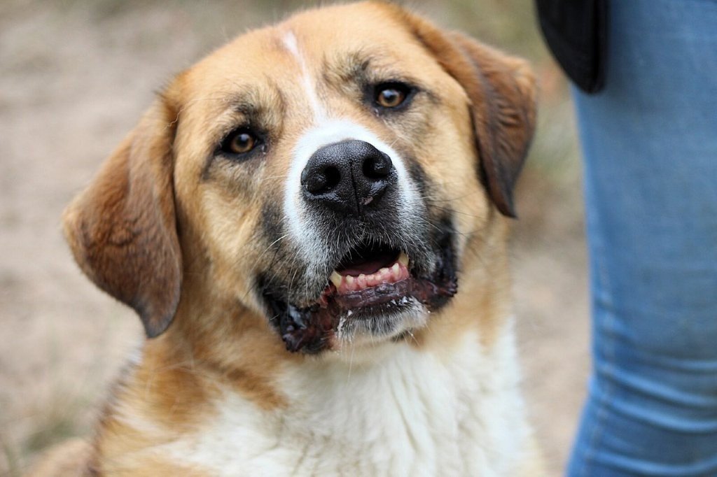 Adoptable pet of the day