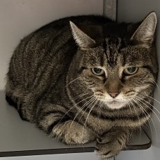 Adoptable pet of the day