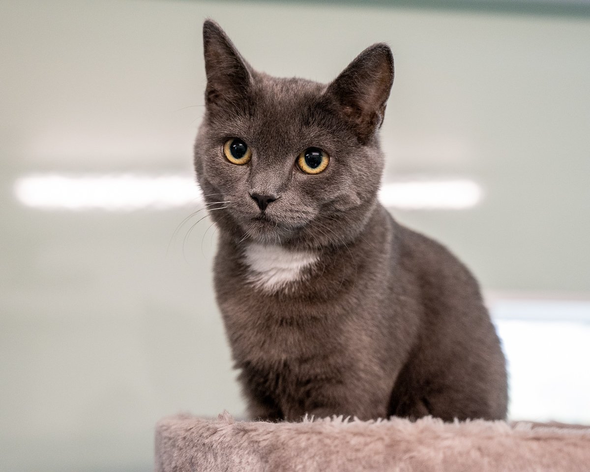 Adoptable pet of the day
