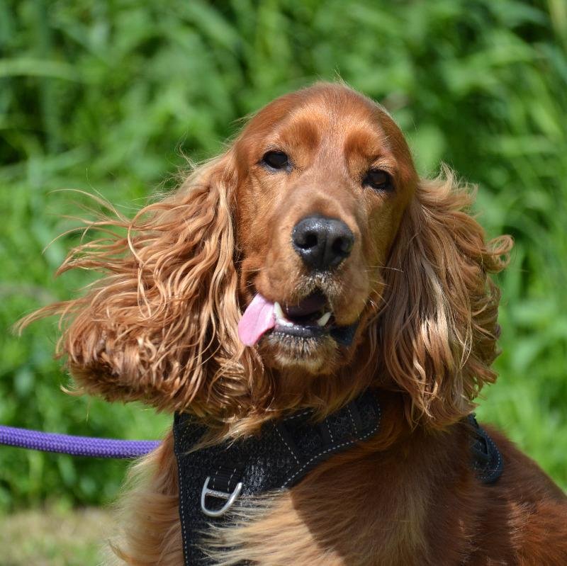 Adoptable pet of the day