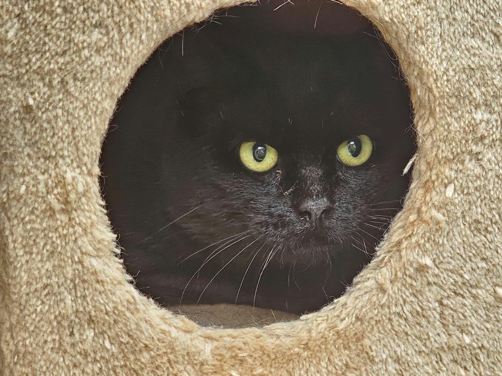 Adoptable pet of the day