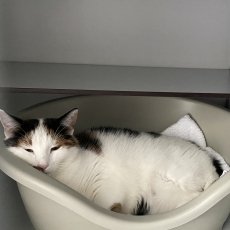 Adoptable pet of the day
