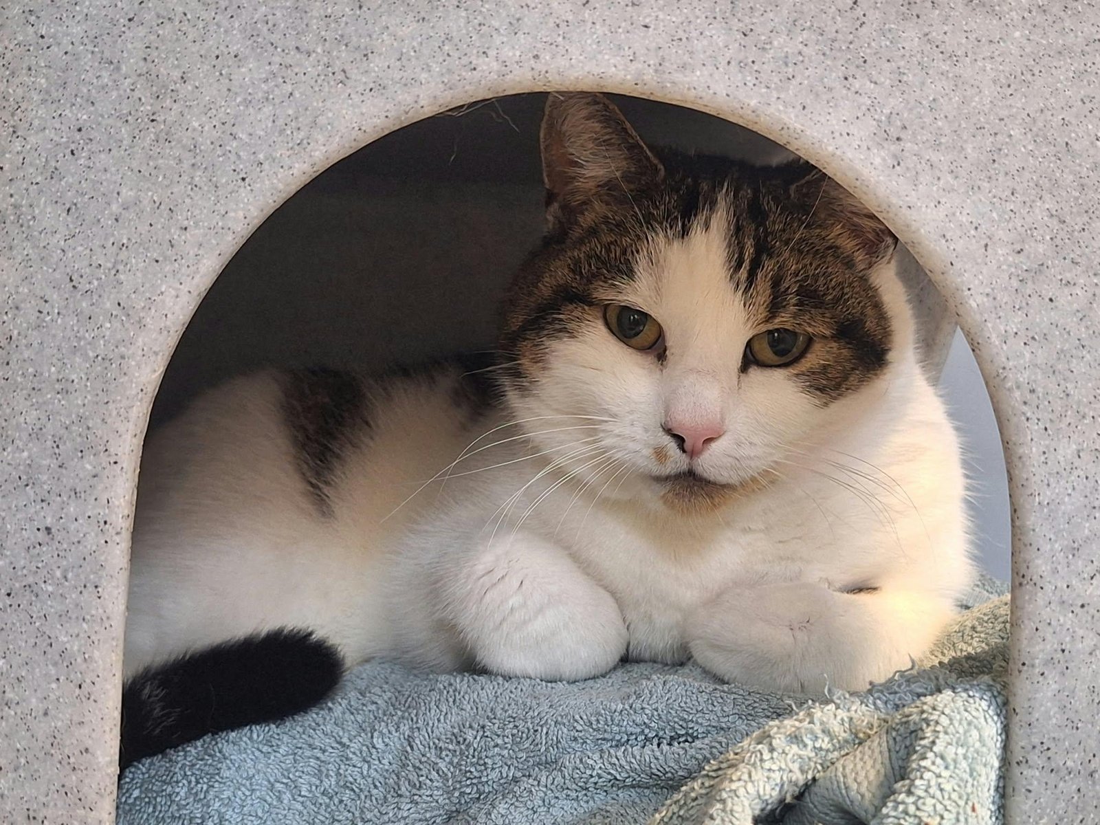 Adoptable pet of the day
