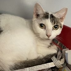 Adoptable pet of the day