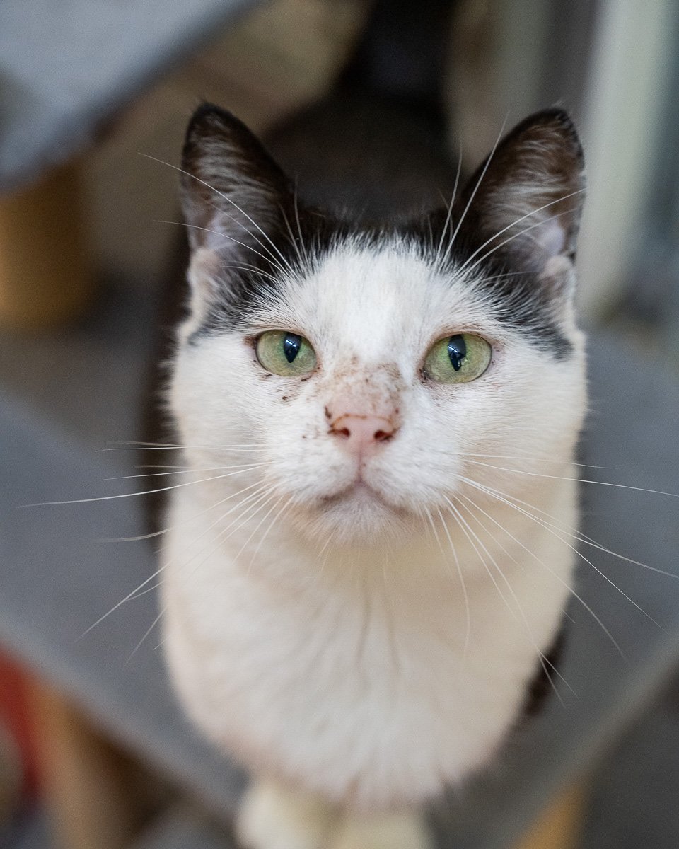 Adoptable pet of the day