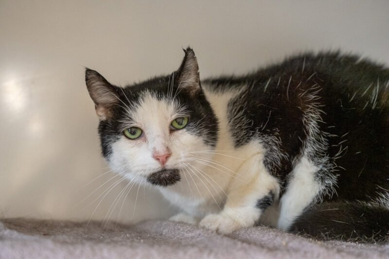 Adoptable pet of the day