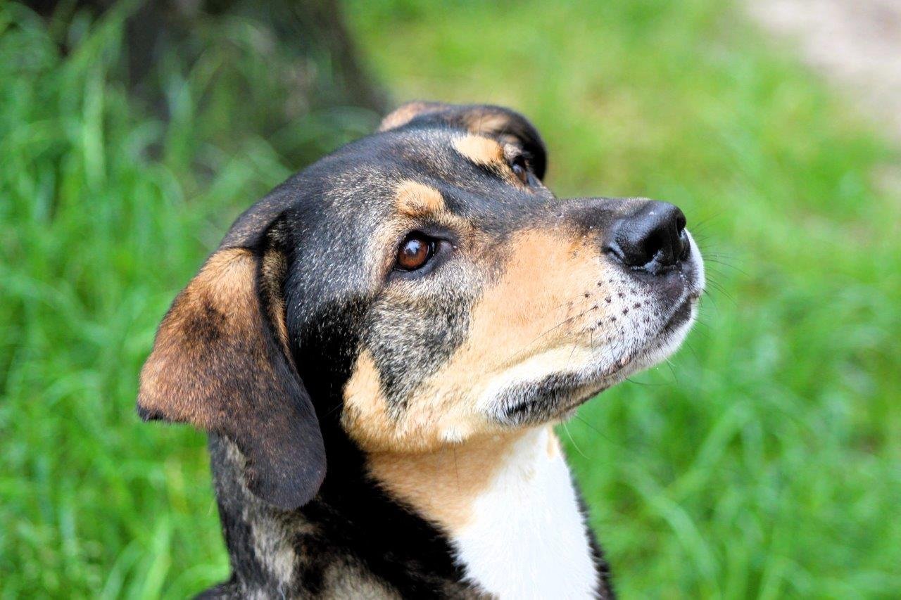 Adoptable pet of the day