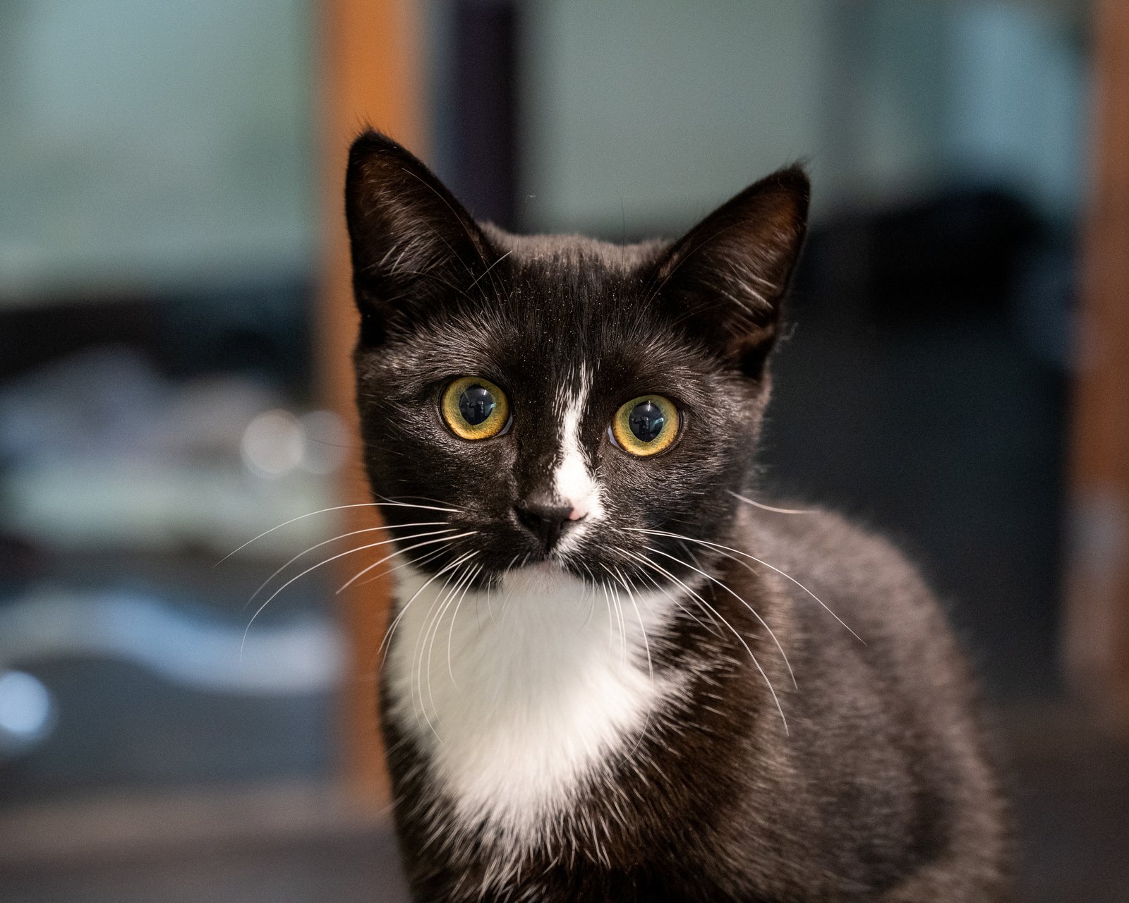 Adoptable pet of the day