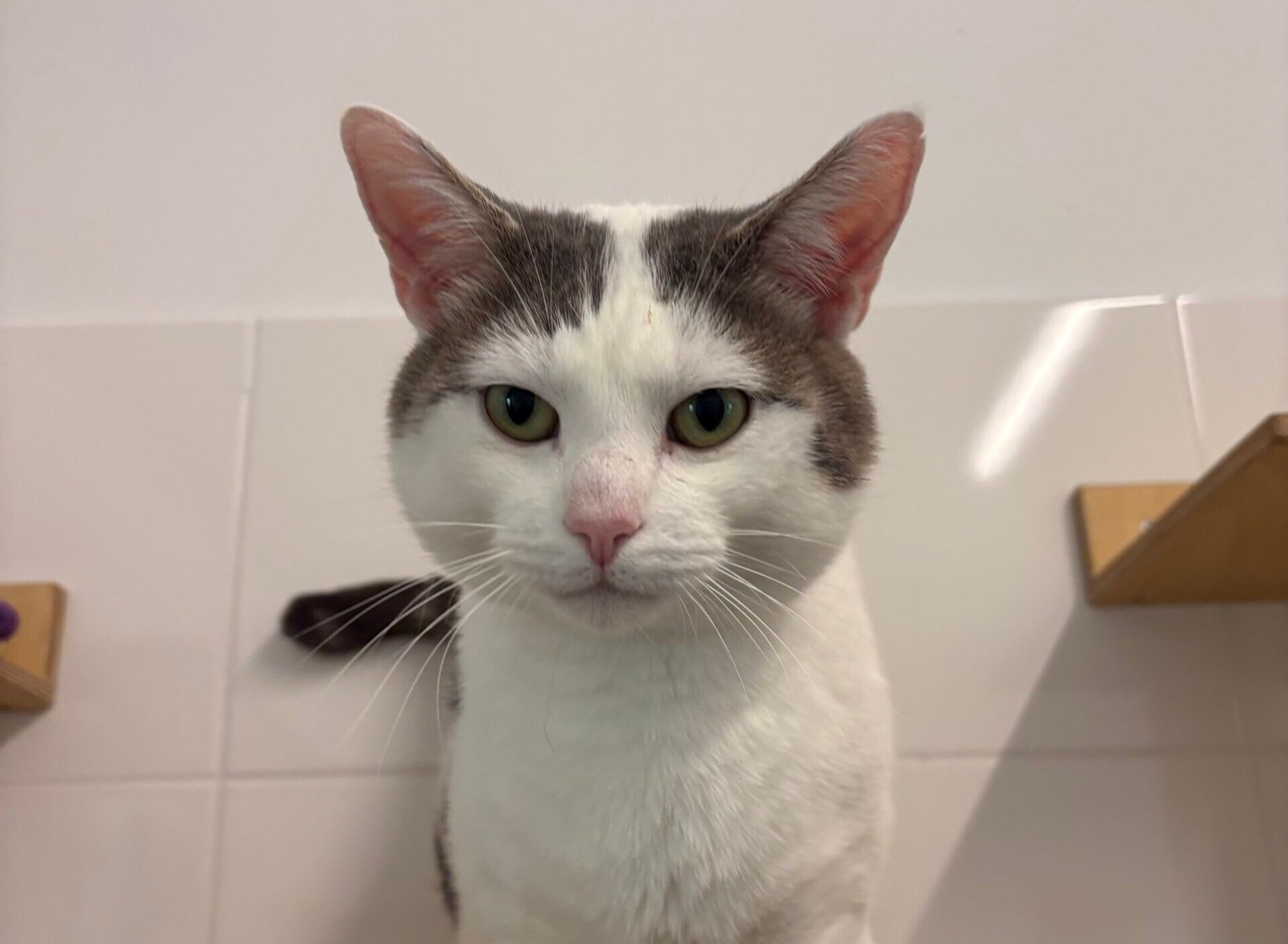 Adoptable pet of the day