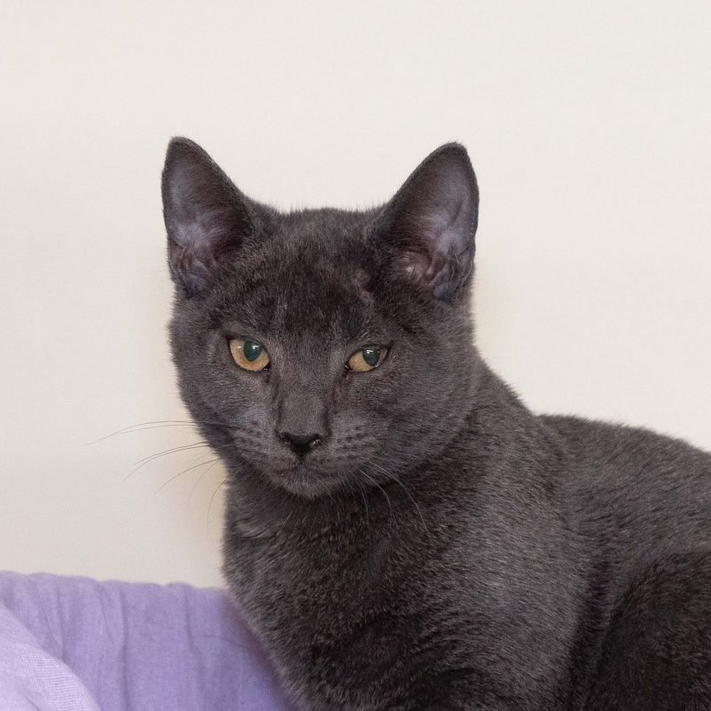 Adoptable pet of the day