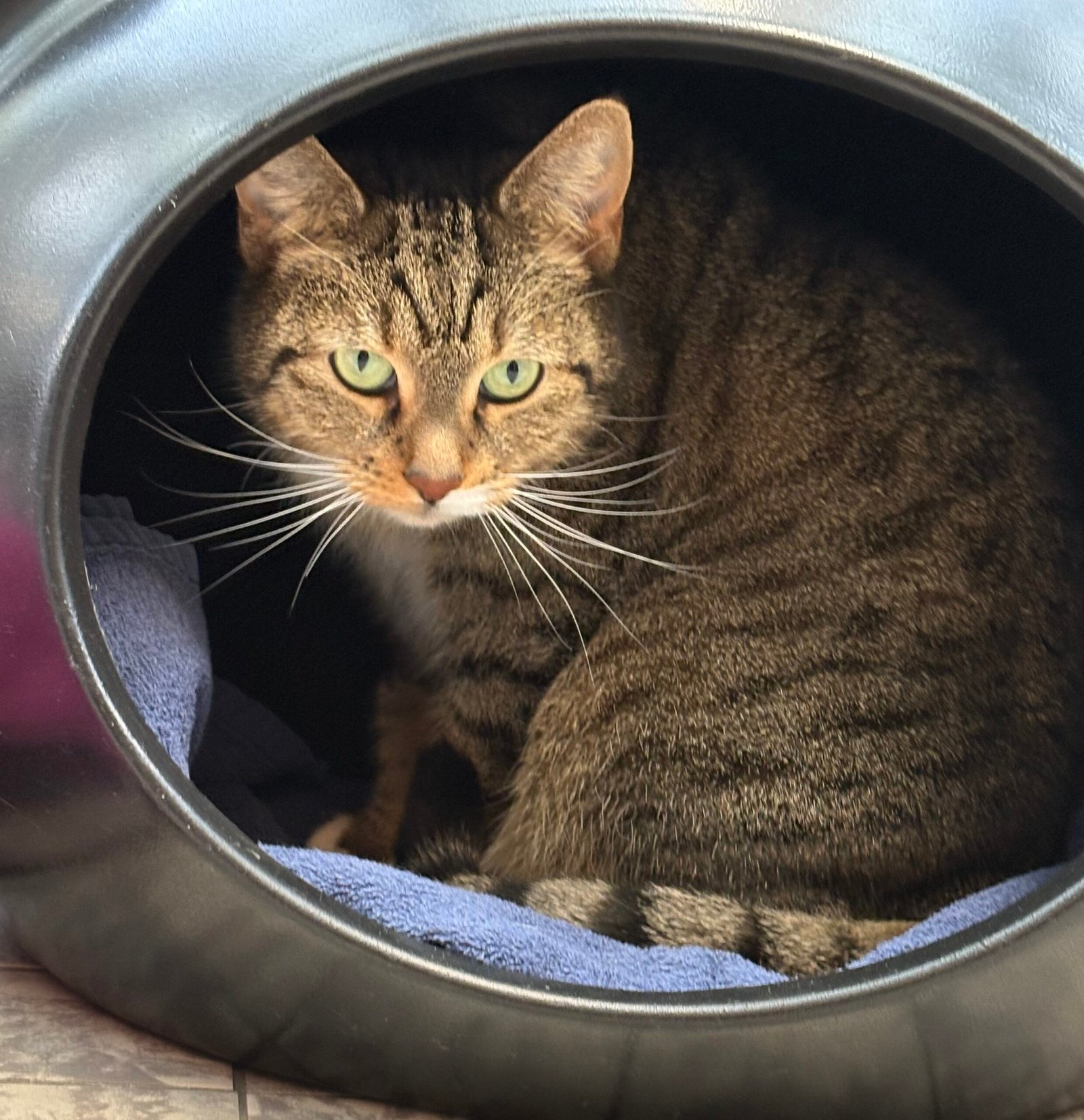 Adoptable pet of the day