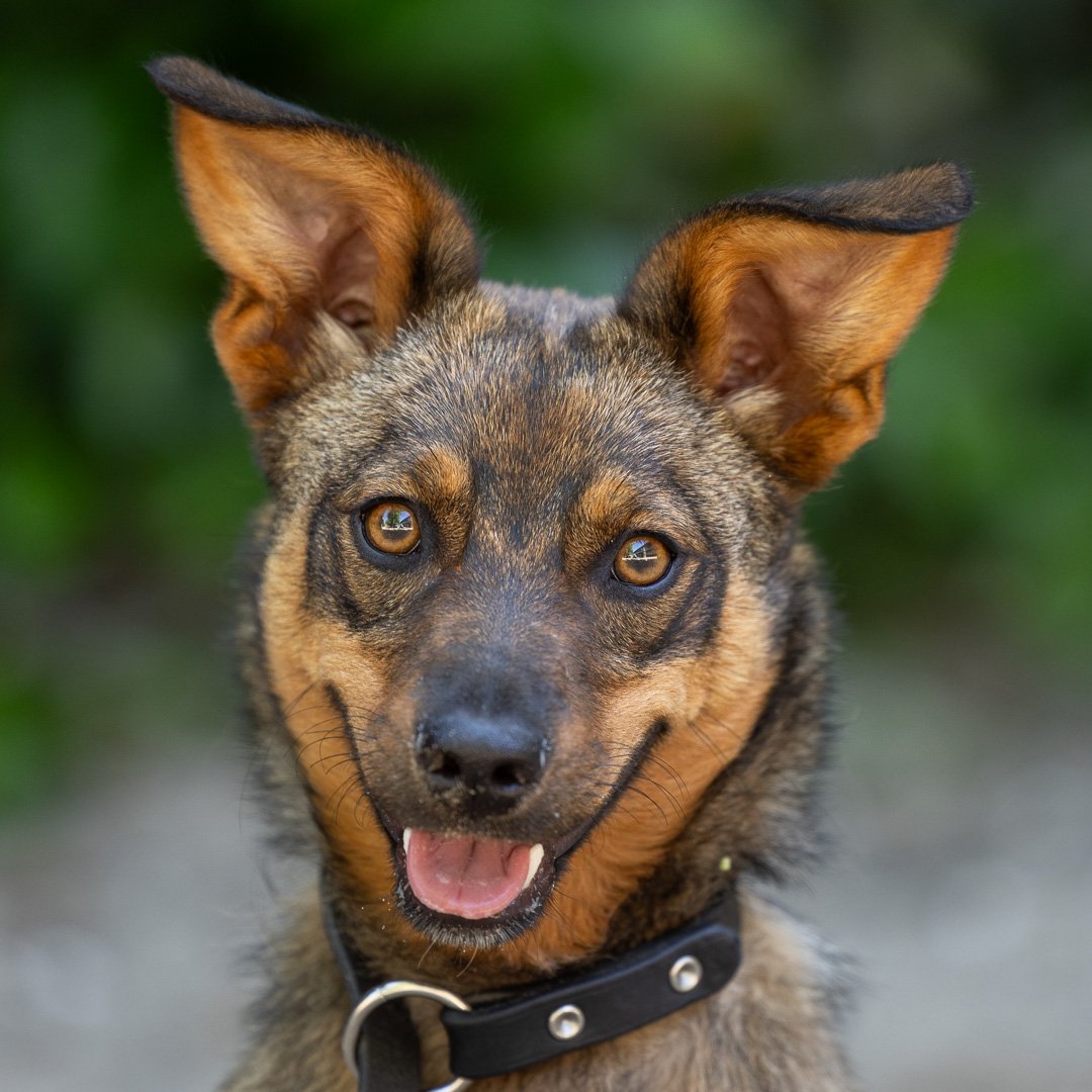 Adoptable pet of the day