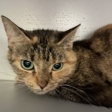 Adoptable pet of the day