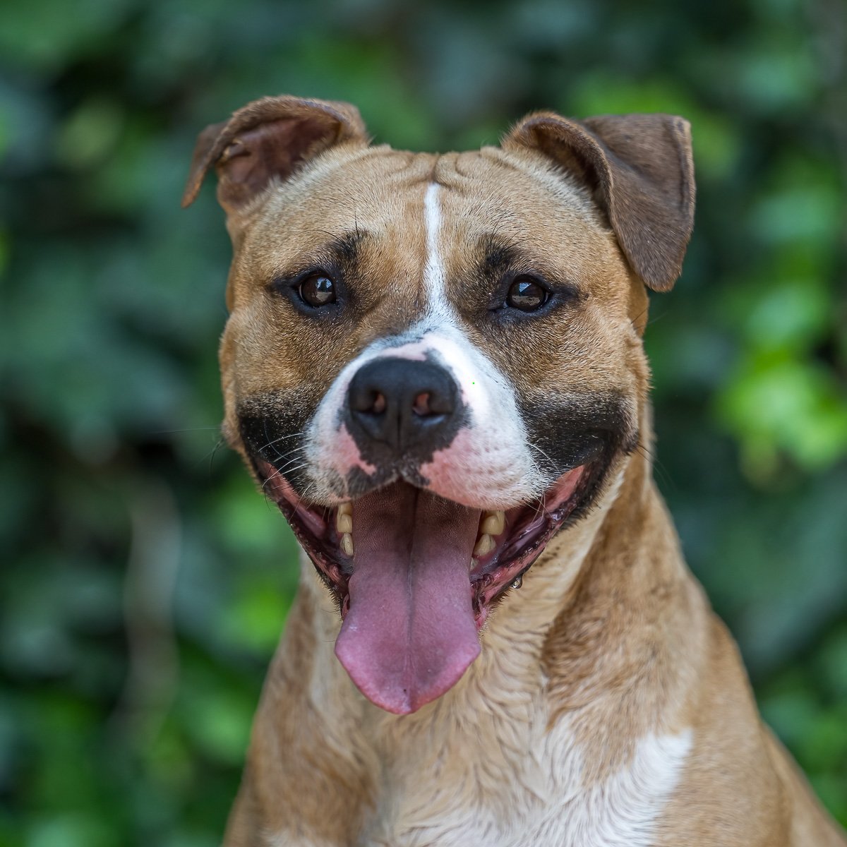 Adoptable pet of the day