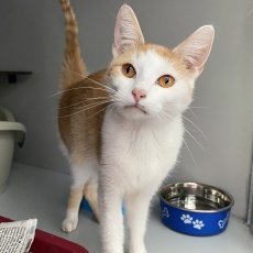 Adoptable pet of the day