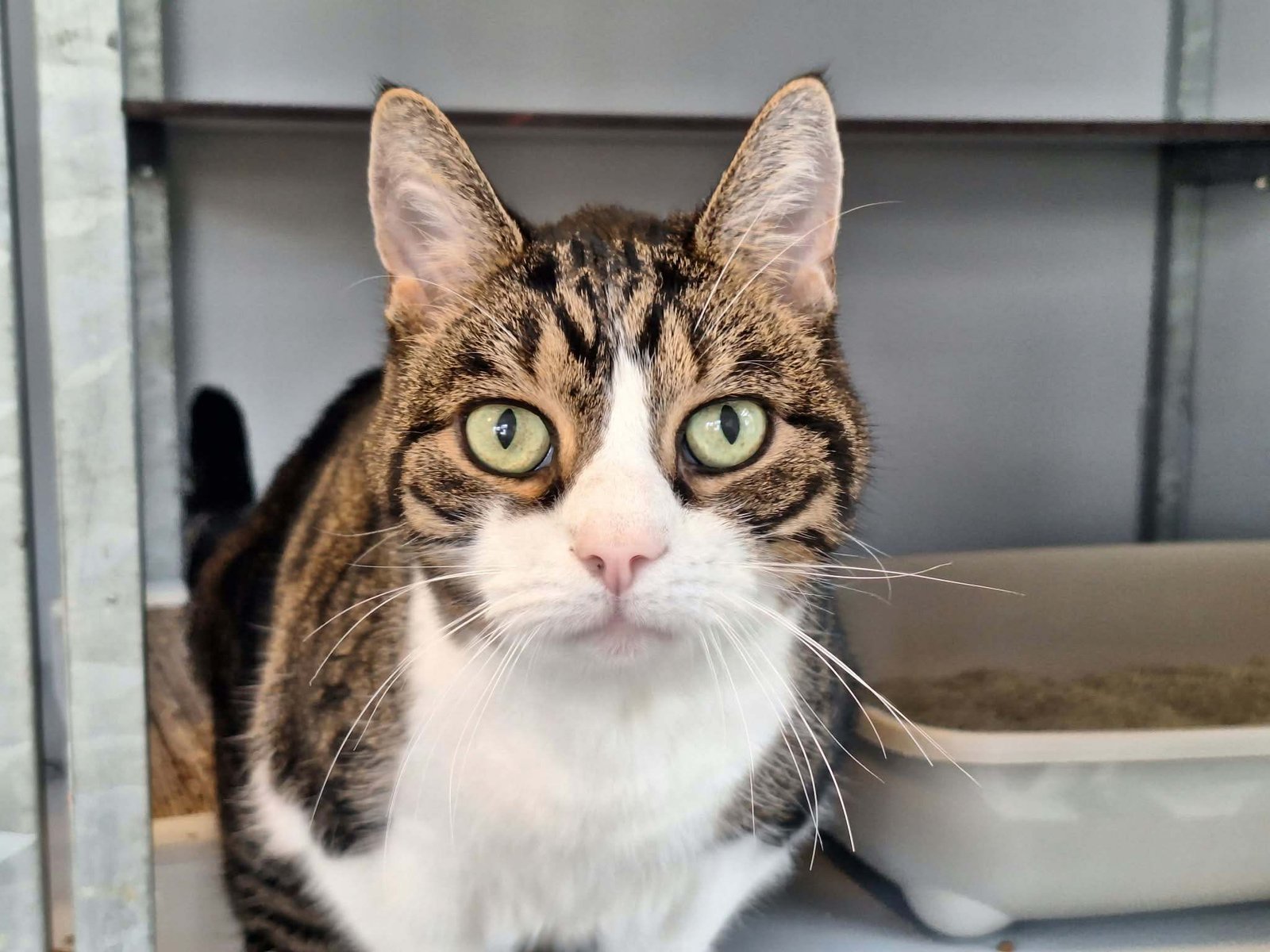 Adoptable pet of the day