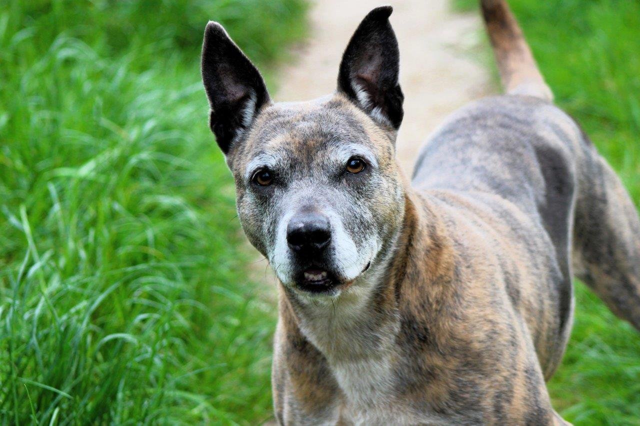 Adoptable pet of the day