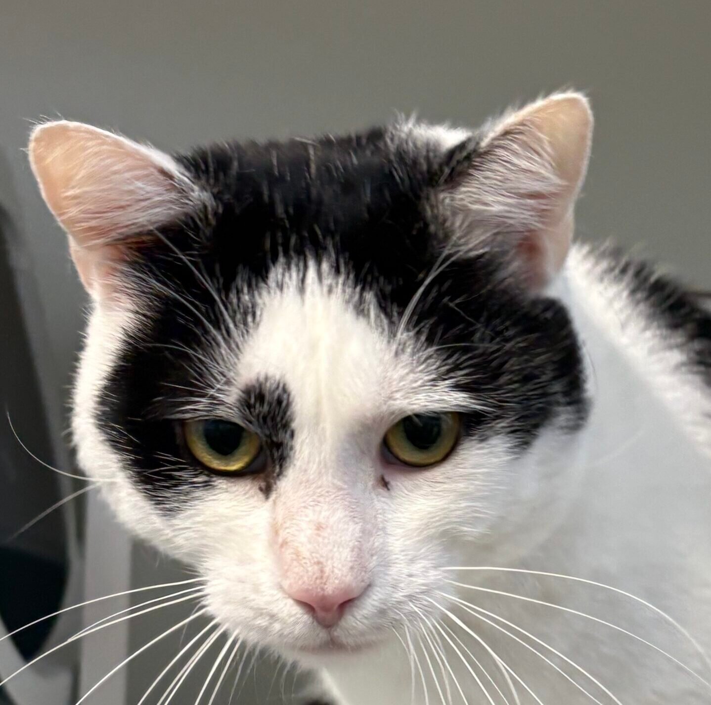 Adoptable pet of the day