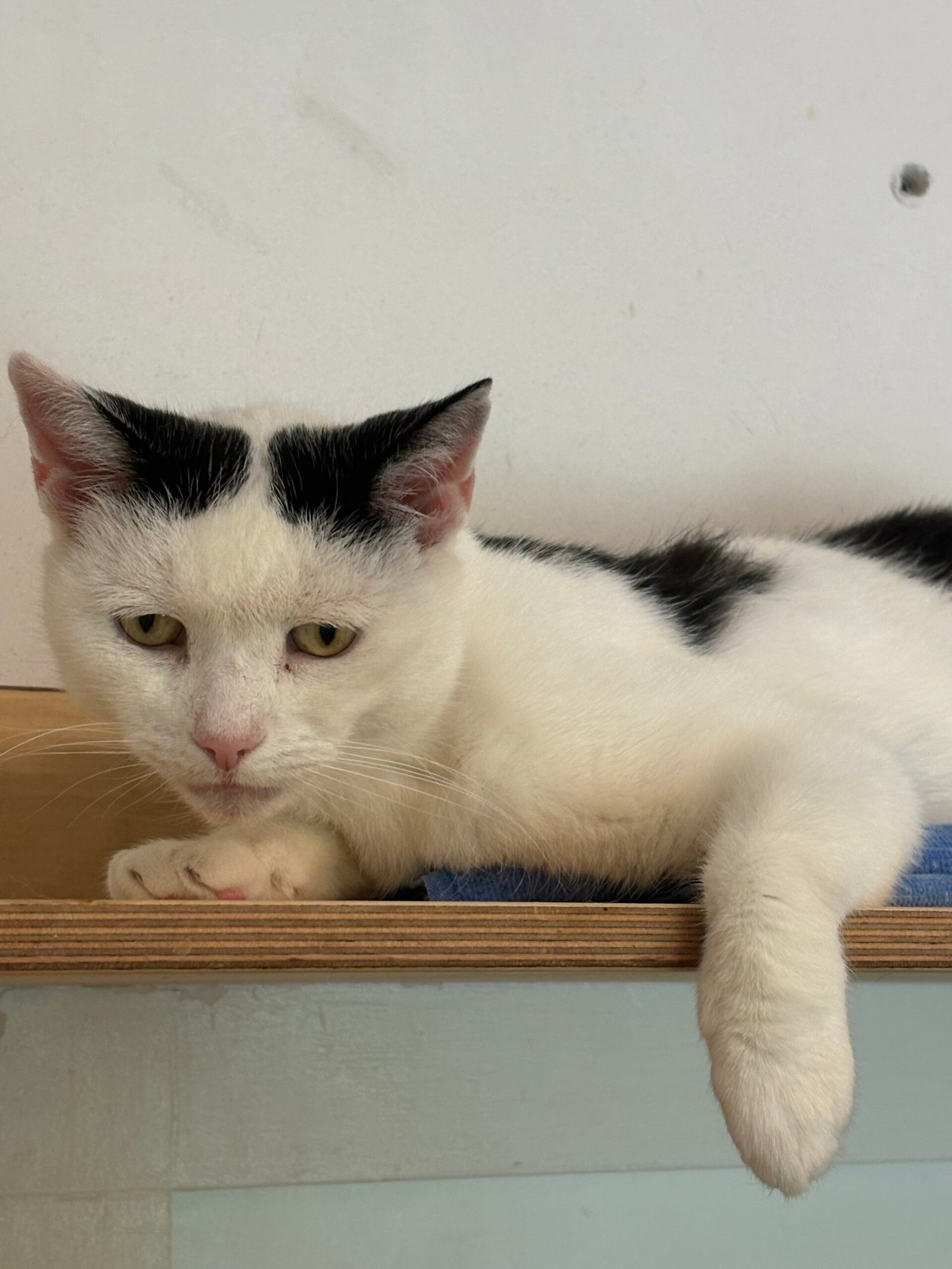 Adoptable pet of the day