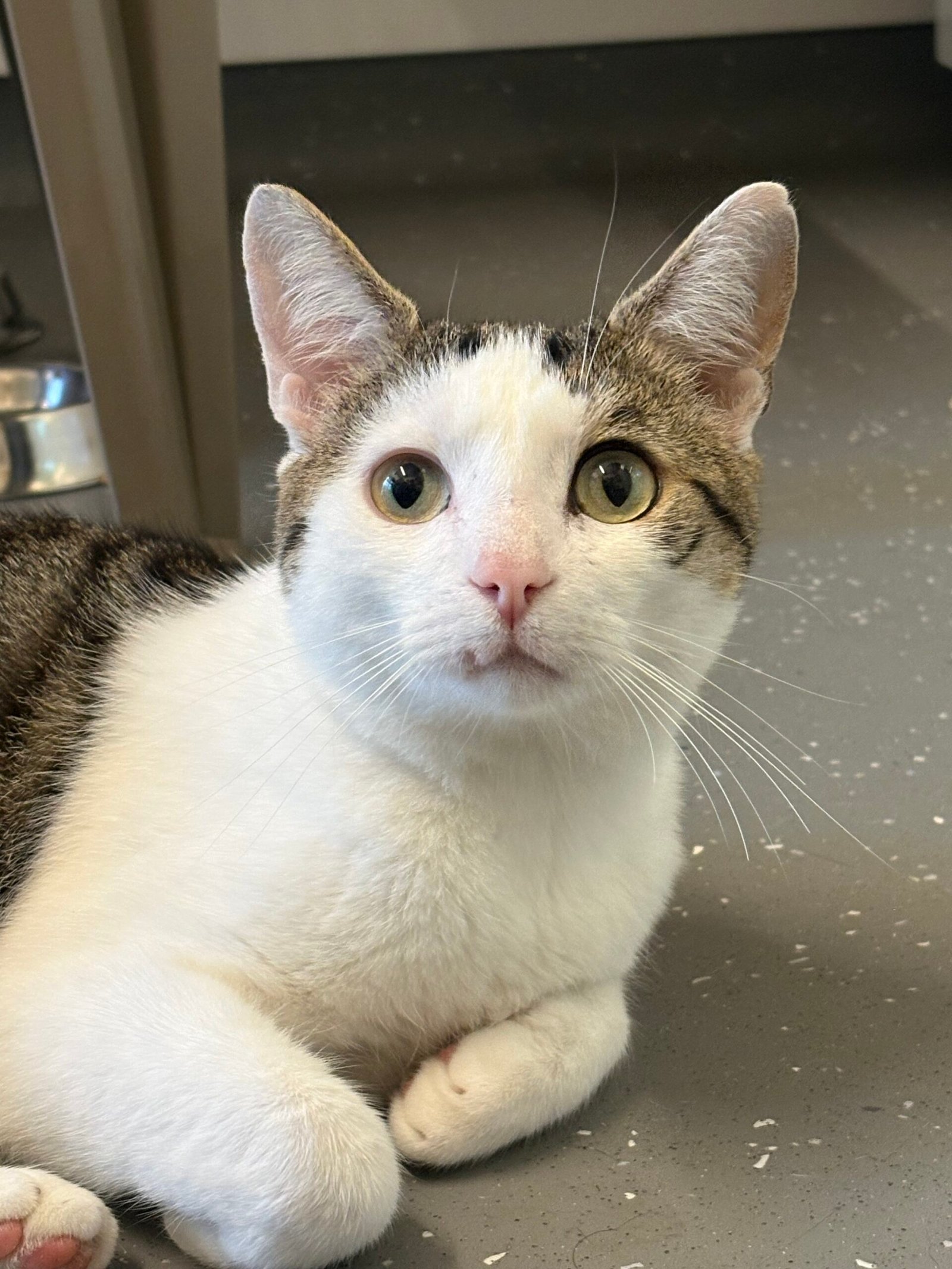 Adoptable pet of the day