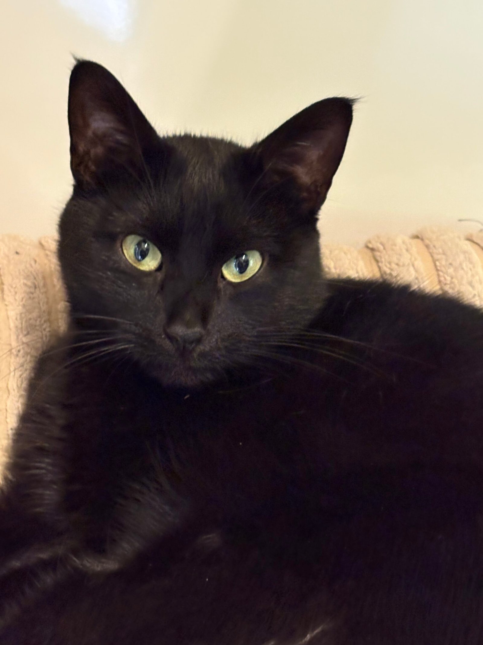 Adoptable pet of the day