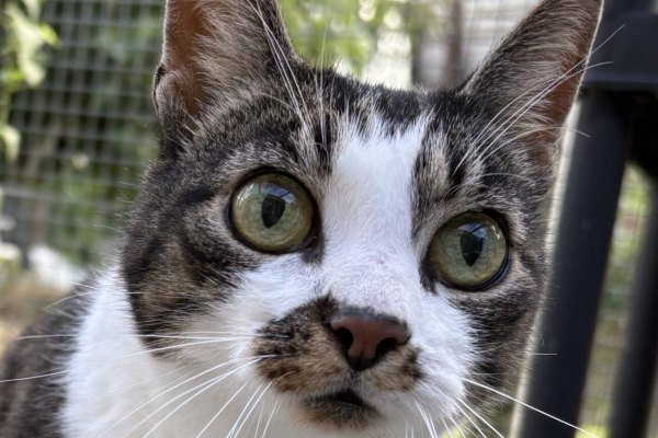 Adoptable pet of the day