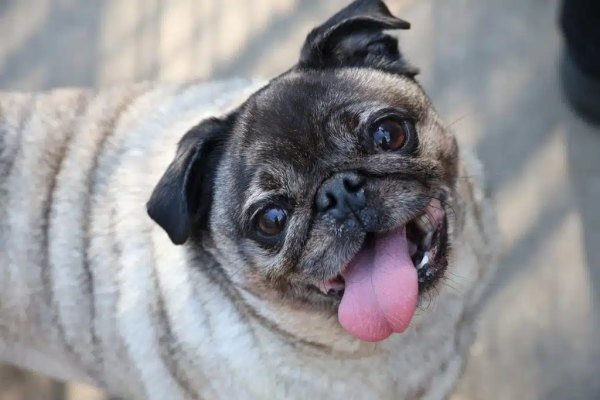 Adoptable pet of the day