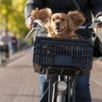 18-Amsterdam-daily-life–candid–